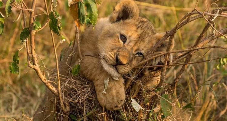 3 días combinados en el Parque Nacional de Nyungwe y Akagera - Golden Rwanda Safaris Ltd 4