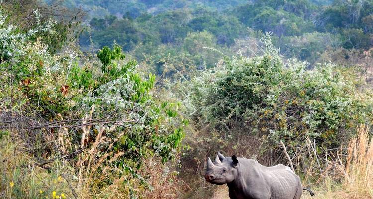 3 días combinados en el Parque Nacional de Nyungwe y Akagera - Golden Rwanda Safaris Ltd 7