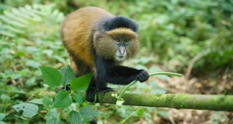 3 días combinados en el Parque Nacional de Nyungwe y Akagera - Golden Rwanda Safaris Ltd 8