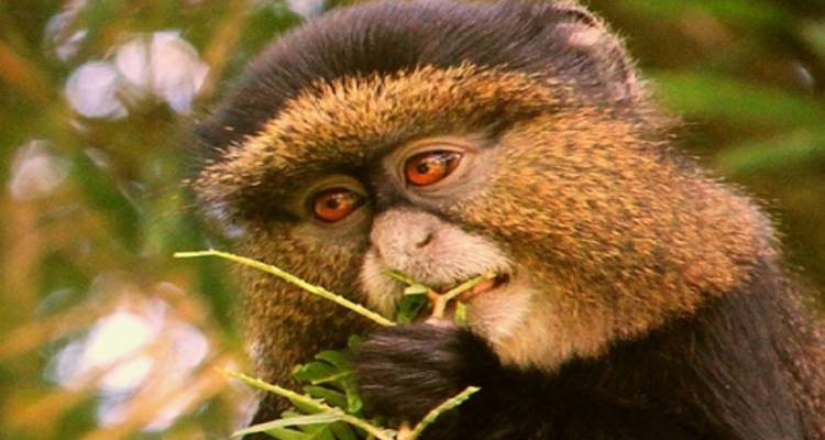 3 jours au Rwanda à la rencontre des gorilles et des singes dorés - Golden Rwanda Safaris Ltd 3