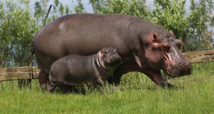 Safari de 12 días por Ruanda y más allá (Parque Nacional del volcán, Parque Nacional de la selva de Nyungwe, Parque Nacional de Akagera) - Golden Rwanda Safaris Ltd 1