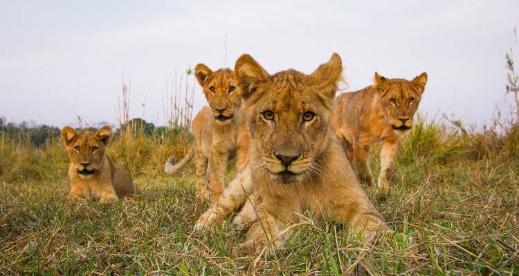 Safari de 12 días por Ruanda y más allá (Parque Nacional del volcán, Parque Nacional de la selva de Nyungwe, Parque Nacional de Akagera) - Golden Rwanda Safaris Ltd 2