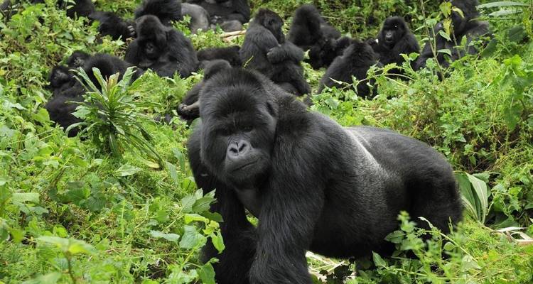 Safari de 12 días por Ruanda y más allá (Parque Nacional del volcán, Parque Nacional de la selva de Nyungwe, Parque Nacional de Akagera) - Golden Rwanda Safaris Ltd 3