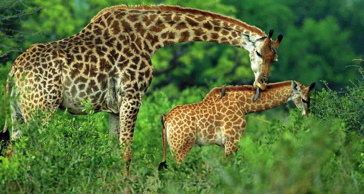 Safari de 12 días por Ruanda y más allá (Parque Nacional del volcán, Parque Nacional de la selva de Nyungwe, Parque Nacional de Akagera) - Golden Rwanda Safaris Ltd 8