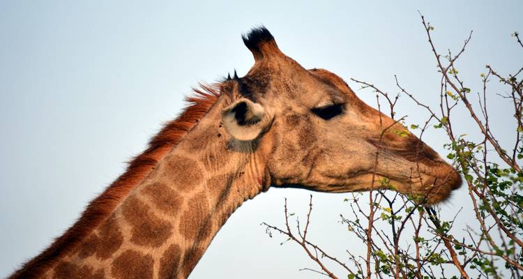 20 jours d'exploration de l'Afrique du Sud, du Lesotho et de l'Eswatini - avec hébergement - Acacia Adventure Holidays 3