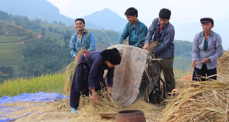 A group of farmers harvesting rice in the fields.