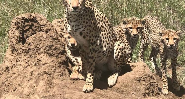 Safari de los Cinco Grandes y vacaciones en la playa - Gemuka Adventures 1