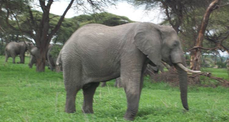 Luxury Safari Tarangire, Ngorongoro and Arusha NP - Gemuka Adventures 7