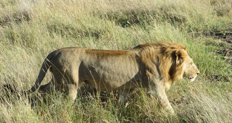 Luxury Safari Tarangire, Ngorongoro and Arusha NP - Gemuka Adventures 6