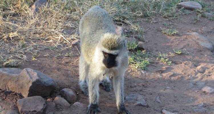 Luxury Safari Tarangire, Ngorongoro and Arusha NP - Gemuka Adventures 3