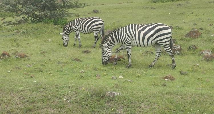 Luxury Safari Tarangire, Ngorongoro and Arusha NP - Gemuka Adventures 2