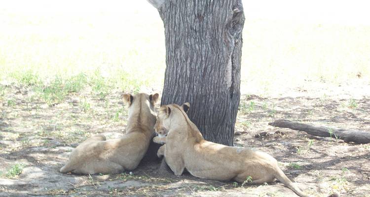 Safari de luxe dans les parcs nationaux du Tarangire, du Ngorongoro et d'Arusha - Gemuka Adventures 7