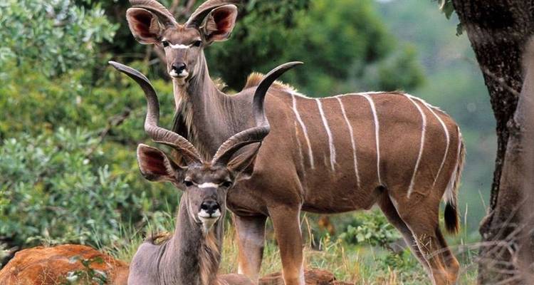 Gran Safari Selous y Mikumi - Gemuka Adventures 1