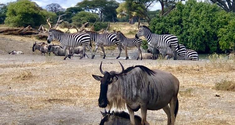 Gran Safari Selous y Mikumi - Gemuka Adventures 2