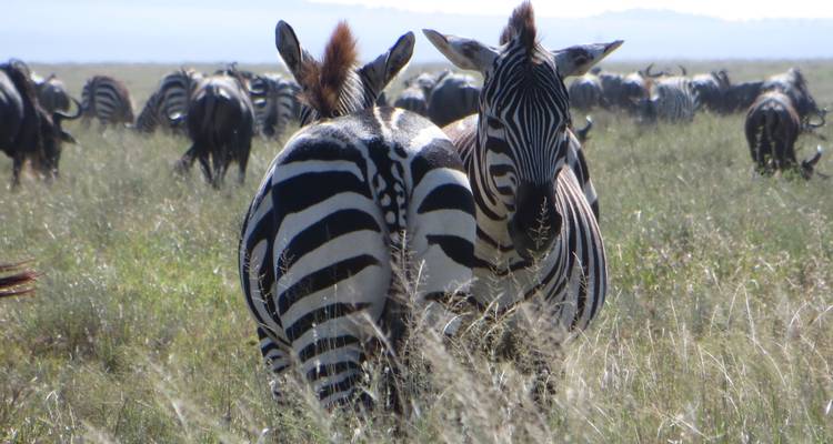 Gran Safari Selous y Mikumi - Gemuka Adventures 7