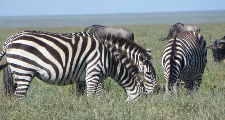 Gran Safari Selous y Mikumi - Gemuka Adventures 10