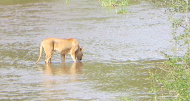 Gran Safari Selous y Mikumi - Gemuka Adventures 9