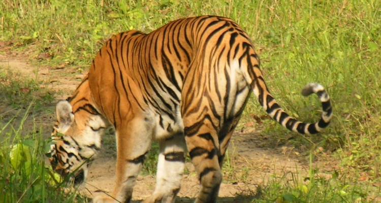 From Delhi: Private Taj Mahal and Ranthambore Wildlife Safari Tour with Safari Rides - Travel Creators Of India 3