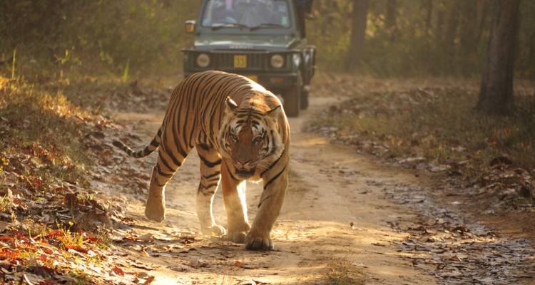 From Delhi: Private Taj Mahal and Ranthambore Wildlife Safari Tour with Safari Rides - Travel Creators Of India 8