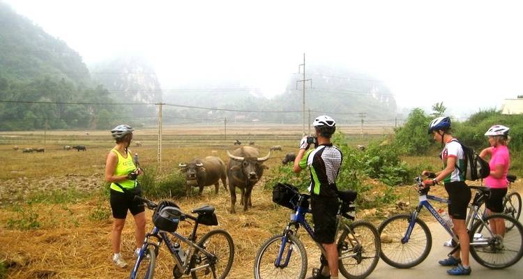 Ciclistas observando búfalos en un paisaje brumoso.