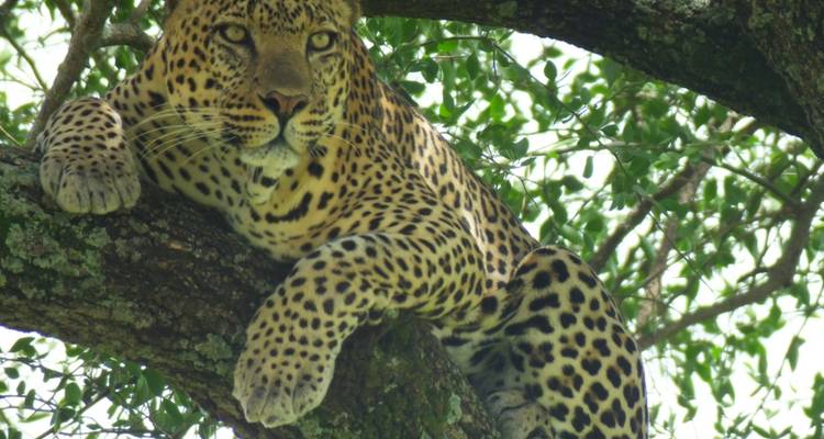 Safari de 7 días con los 5 grandes - All Time Safaris Ltd 7