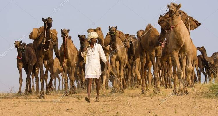 Un berger en tenue traditionnelle mène une grande caravane de chameaux à travers un terrain sablonneux.