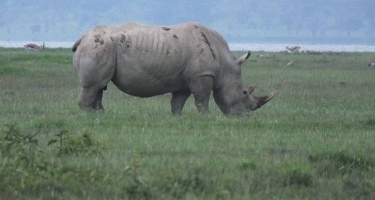 Safari familiar de 5 días - All Time Safaris Ltd 6