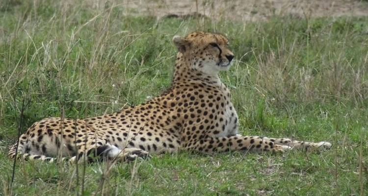 Safari familiar de 5 días - All Time Safaris Ltd 4