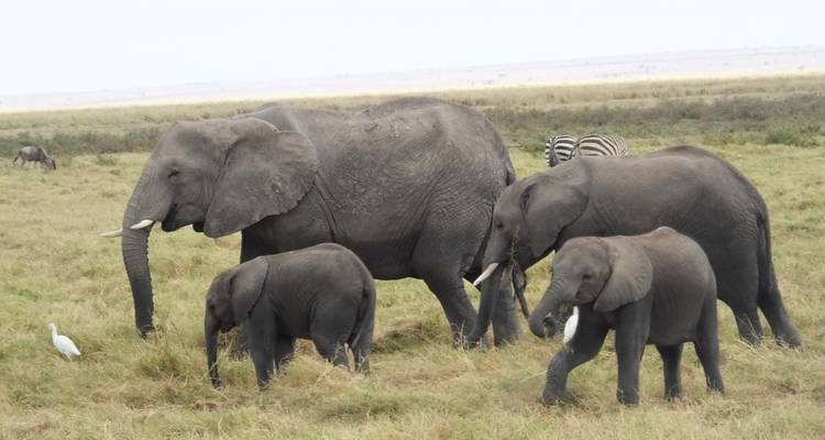 Safari familiar de 5 días - All Time Safaris Ltd 3
