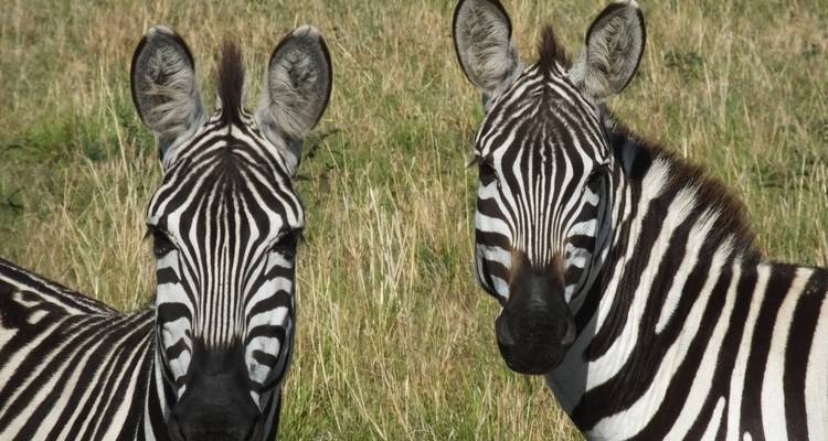Safari familiar de 5 días - All Time Safaris Ltd 2