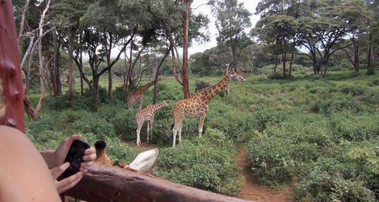 Giraffen in einem grünen Waldgebiet, betrachtet von einer erhöhten Plattform.