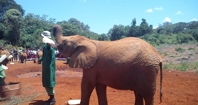 Ein Elefant, der von einer Person in einem Gebiet mit roter Erde gefüttert wird, mit Menschen im Hintergrund.