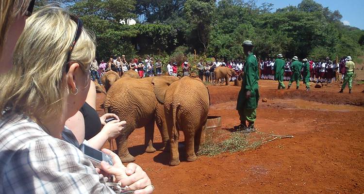 Zwei kleine Elefanten mit Menschen, die sie beobachten, in einem Gebiet mit roter Erde.