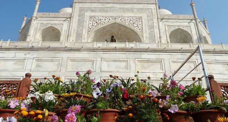 Gros plan du Taj Mahal avec des pots de fleurs au premier plan.