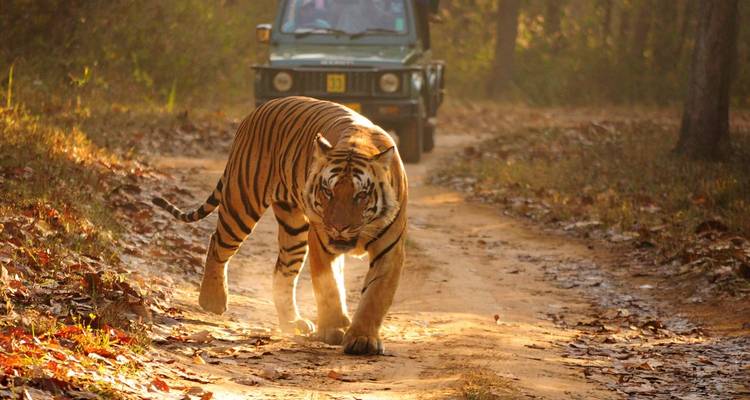 Triángulo de oro con Ranthambore Jaipur Delhi - Taj Mahal - Golden Taj Tours 9