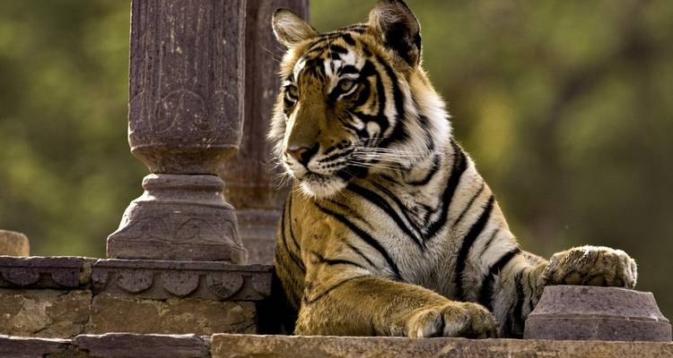 Triángulo de oro con Ranthambore Jaipur Delhi - Taj Mahal - Golden Taj Tours 7