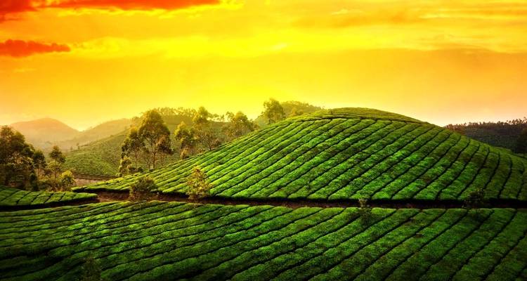 Aguas estancadas de Kerala - Un auténtico viaje por Kerala - MTA Destination Management Company 4