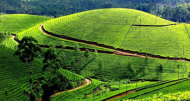 Aguas estancadas de Kerala - Un auténtico viaje por Kerala - MTA Destination Management Company 3