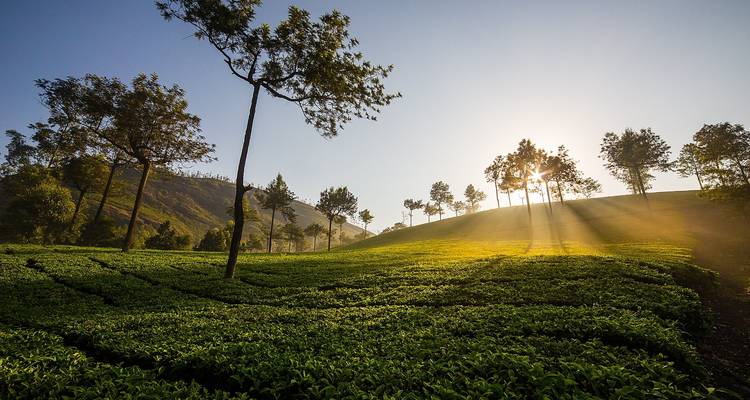 Aguas estancadas de Kerala - Un auténtico viaje por Kerala - MTA Destination Management Company 9