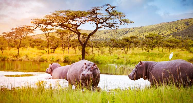 Aventure Gorilla Trekking - avec expérience Rwanda- Uganda - New Horizon Africa Safaris 2