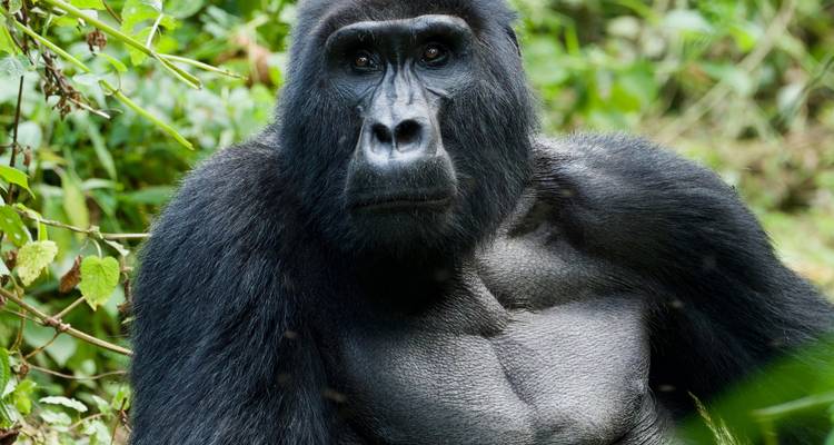 Aventure Gorilla Trekking - avec expérience Rwanda- Uganda - New Horizon Africa Safaris 3