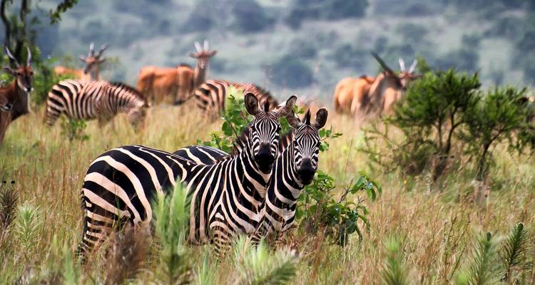 Aventure Gorilla Trekking - avec expérience Rwanda- Uganda - New Horizon Africa Safaris 6