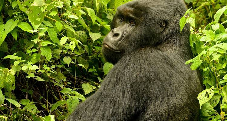 Safari exprés con gorilas en Uganda - Ubuntu Voyages 5
