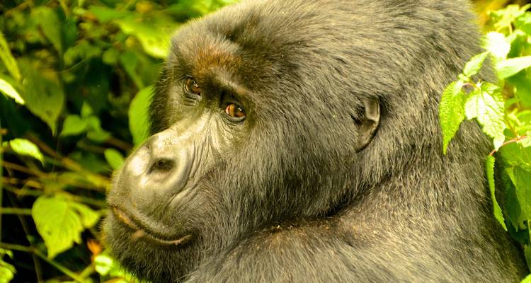 Safari exprés con gorilas en Uganda - Ubuntu Voyages 7