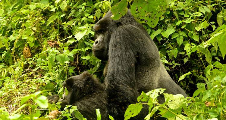 Safari exprés con gorilas en Uganda - Ubuntu Voyages 3