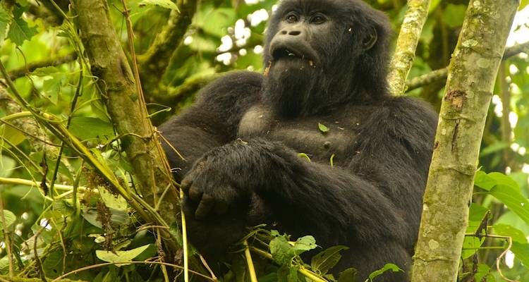 Safari exprés con gorilas en Uganda - Ubuntu Voyages 6