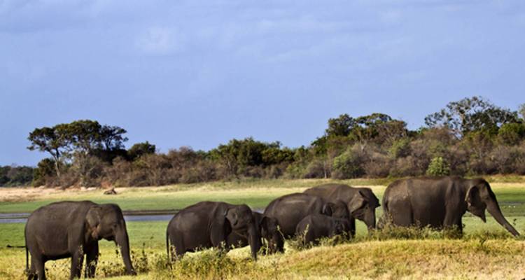 Elefantenherde, die über ein offenes Feld läuft.