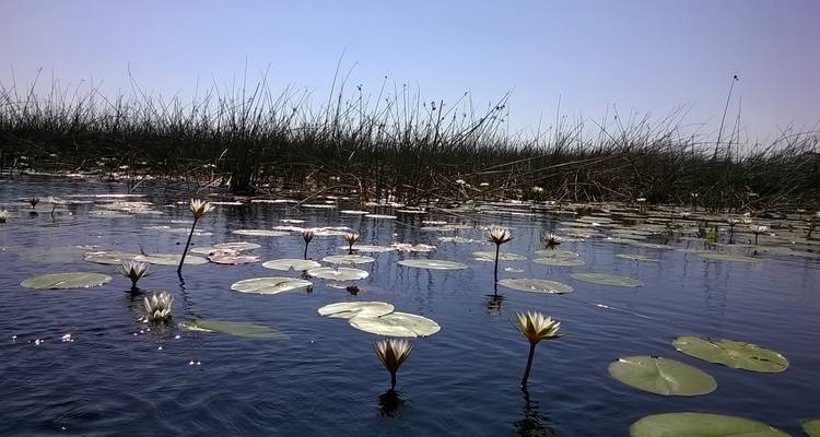 Excursión Explorador Grandeza de Botsuana: Delta del Okavango, Parque Nacional de Chobe, Cataratas Victoria - HoneyBadger Travel & Tours 1