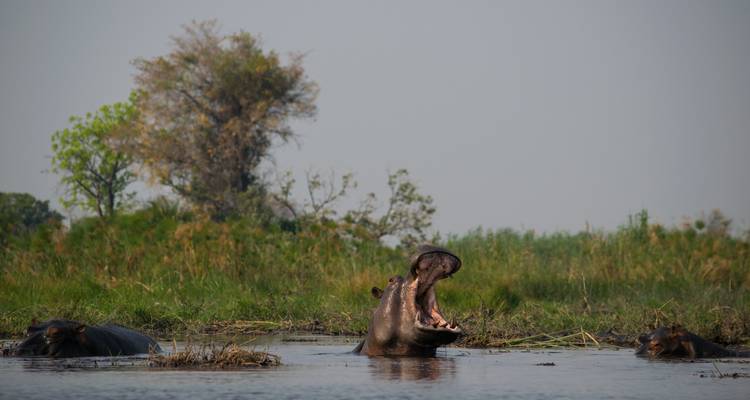 Excursión Explorador Grandeza de Botsuana: Delta del Okavango, Parque Nacional de Chobe, Cataratas Victoria - HoneyBadger Travel & Tours 4
