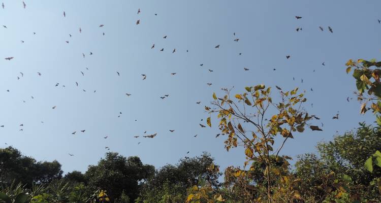 5 días de excursión a los gorilas en Uganda con salida desde Ruanda - New Horizon Africa Safaris 8